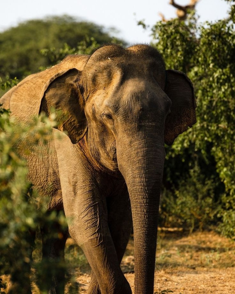 Ceylon Atlantic Tours