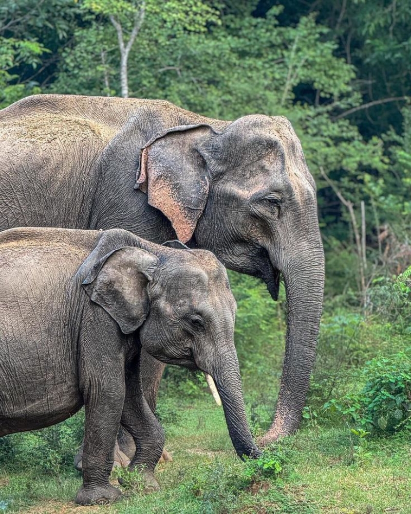 Ceylon Atlantic Tours