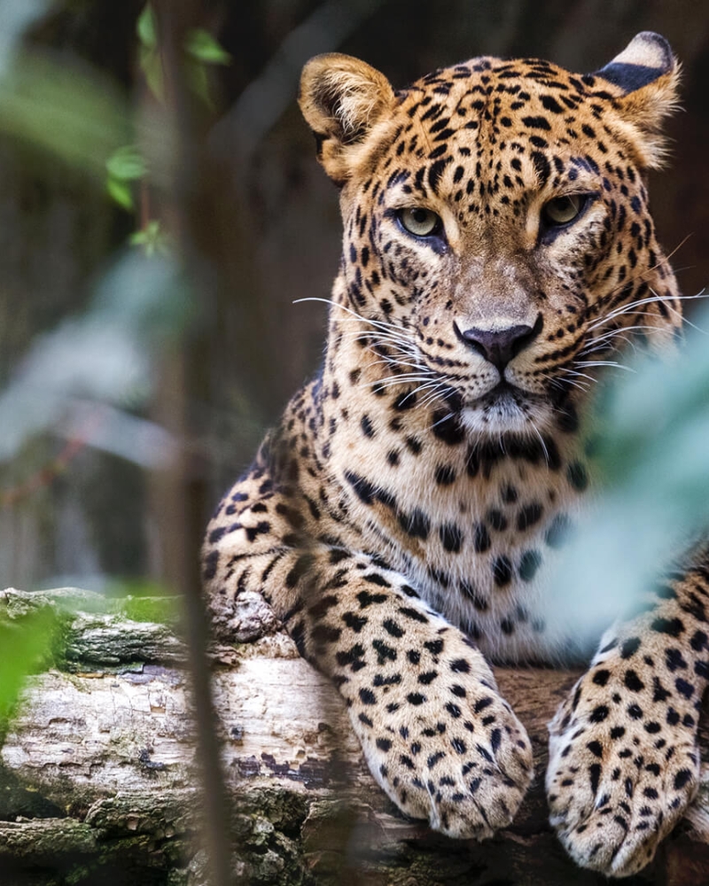 Ceylon Atlantic Tours