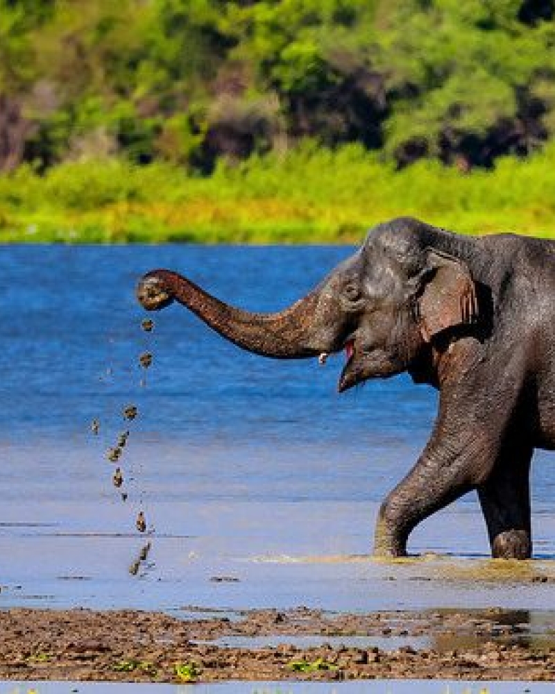 Ceylon Atlantic Tours